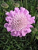 SCABIOSA PINK MIST