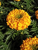 TAGETES ERECTA ANTIGUA ORANGE