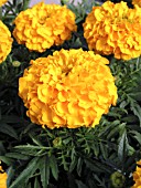 TAGETES ERECTA ANTIGUA ORANGE