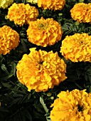 TAGETES ERECTA ANTIGUA ORANGE