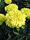 TAGETES ERECTA ANTIGUA YELLOW