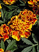 TAGETES PATULA BONANZA BEE