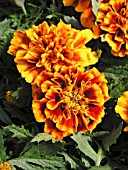 TAGETES PATULA BONANZA FLAME