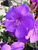 TIBOUCHINA URVILLEANA