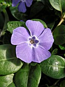 VINCA MAJOR