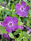 VINCA MINOR ATROPURPUREA