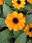ZINNIA PROFUSION ORANGE