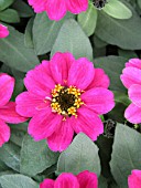 ZINNIA PROFUSION PINK