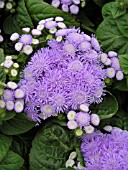 AGERATUM HOUSTONIANUM