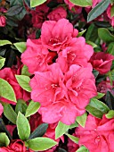 AZALEA HERSHEY RED