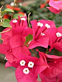 BOUGAINVILLEA BARBARA KARST