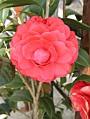 CAMELLIA JAPONICA COLONEL FIERY