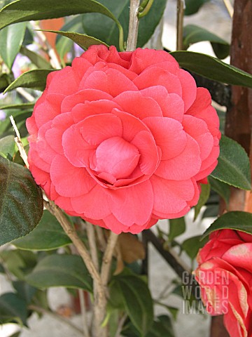 CAMELLIA_JAPONICA_COLONEL_FIERY