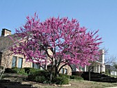 CERCIS CANADENSIS