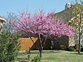 CERCIS CANADENSIS