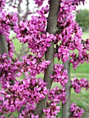 CERCIS CANADENSIS BLOOM CLOSEUP