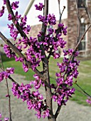 CERCIS OKLAHOMA BLOOM CLOSEUP