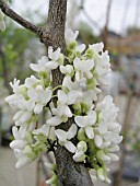 CERCIS RENIFORMIS OKLAHOMA WHITE