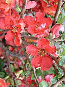 CHAENOMELES JAPONICA TEXAS SCARLET