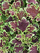 COLEUS CAMOFLAUGE