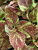 COLEUS CRANBERRY SALAD