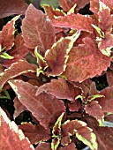 COLEUS DEFIANCE