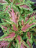 COLEUS GRACE ANN