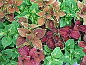 COLEUS MIX