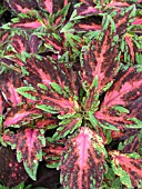 COLEUS OOMPAH