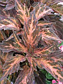 COLEUS ROSE EXPLOSION