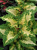 COLEUS SOUTH OF THE BORDER