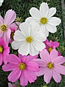 COSMOS BIPINNATUS MIX