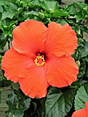 HIBISCUS ROSA-SINENSIS BRILLIANT RED