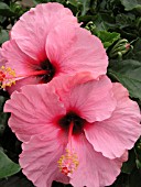 HIBISCUS ROSA-SINENSIS CANDY WIND
