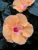 HIBISCUS ROSA-SINENSIS MANDARIN WIND