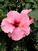 HIBISCUS ROSA-SINENSIS WHIRLWIND