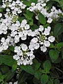 LANTANA WHITE LIGHTNIN