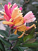 LONICERA GOLD FLAME