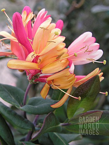 LONICERA_GOLD_FLAME