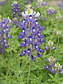 LUPINUS TEXENSIS TEXAS BLUEBONNET