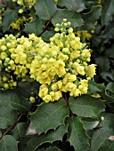 MAHONIA AQUIFOLIUM FLOWER CLOSEUP