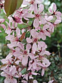 MALUS ROYAL FOUNTAIN CRABAPPLE