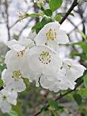 MALUS SNOWDRIFT CRABAPPLE