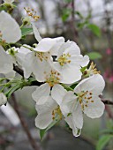 MALUS SNOWDRIFT CRABAPPLE