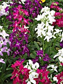 MATTHIOLA INCANA MIDGET MIX