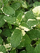 MENTHA SUAVOLENS VARIEGATA