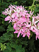 PELARGONIUM PELTATUM FIREWORKS PINK BICOLOR