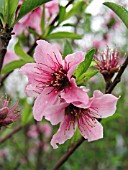 PRUNUS PERSICA, (PEACH IN BLOOM)