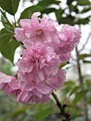 PRUNUS SERRULATA KWANZAN