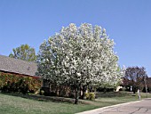 PYRUS CALLERYANA BRADFORD